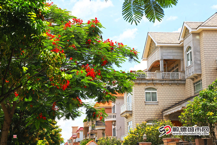 伦教常教社区部分自建房。（顺德城市网摄影俱乐部 梁镜辉摄）.jpg