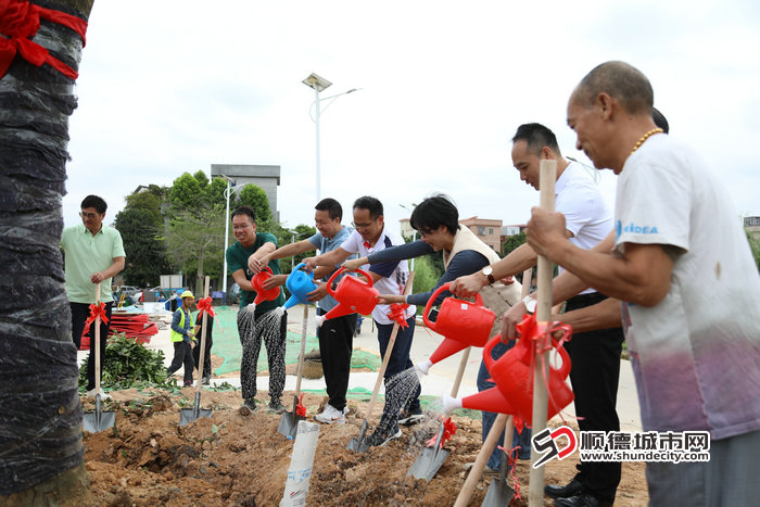 shundeplus/images/article/2025/01/22/3cb9920250122211606535758.jpg 27-种树(桃花心木).jpg