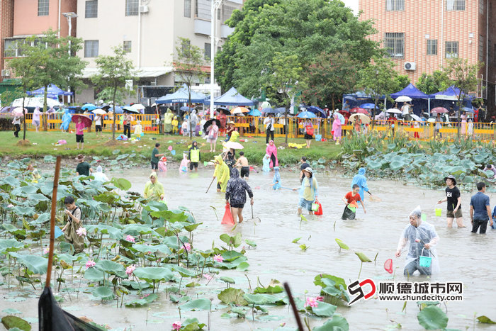 shundeplus/images/article/2025/01/22/b114820250122211345937216.jpg 25-捉鱼文化节.jpg