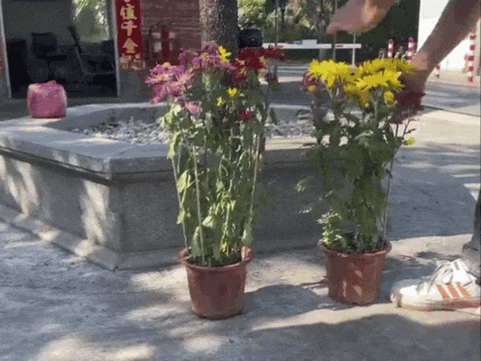 圖片
