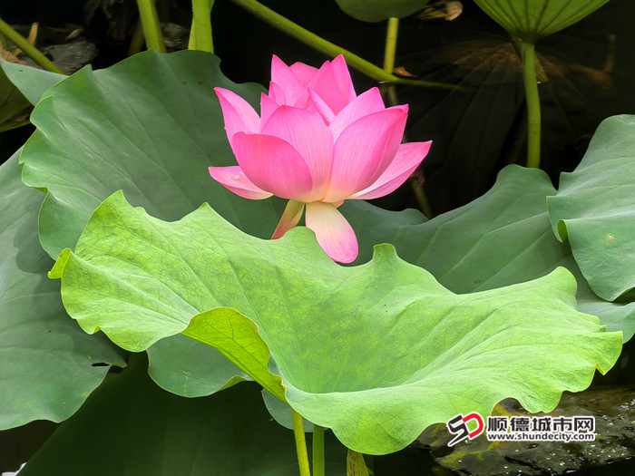 IMG_20250611_100728_副本_副本.jpg