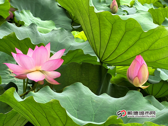 IMG_20250611_101010_副本_副本.jpg