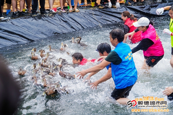 抓鸭子比赛乐趣横生。.jpg