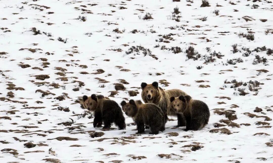 《棕熊》 &nbsp;摄影：索多.jpg