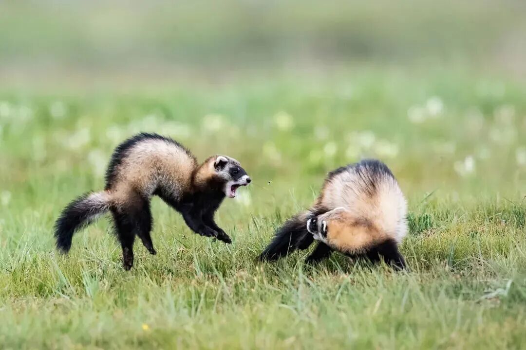 《追逐》 &nbsp;摄影：刘祥.jpg