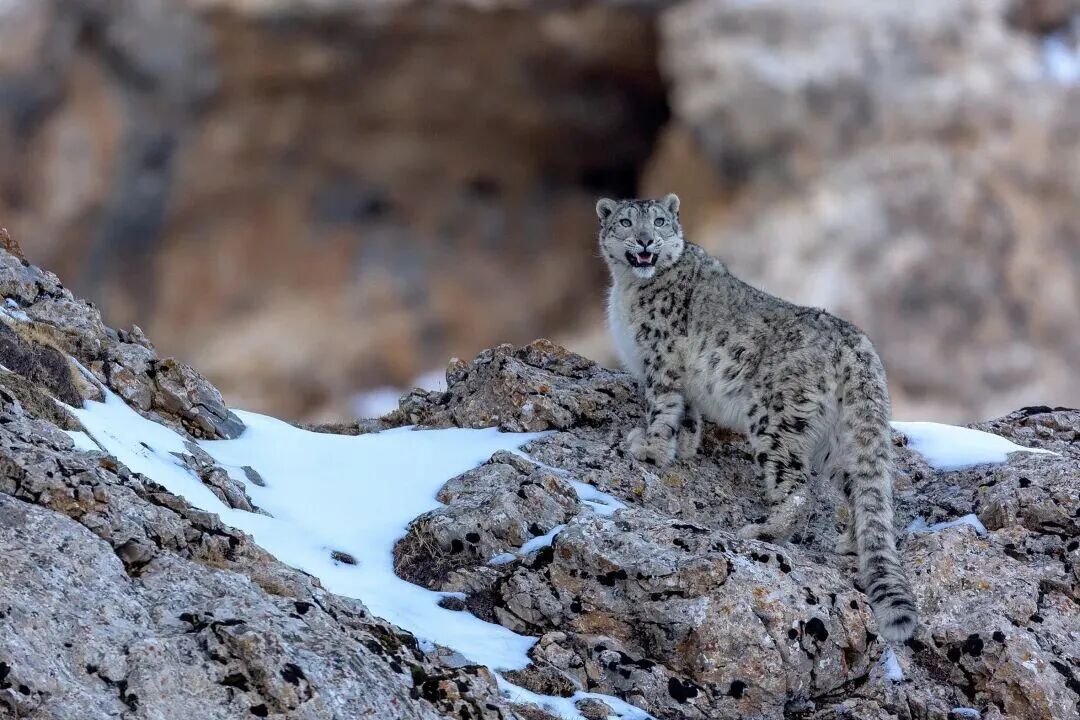 《雪豹》 &nbsp; 摄影：鲍永清.jpg