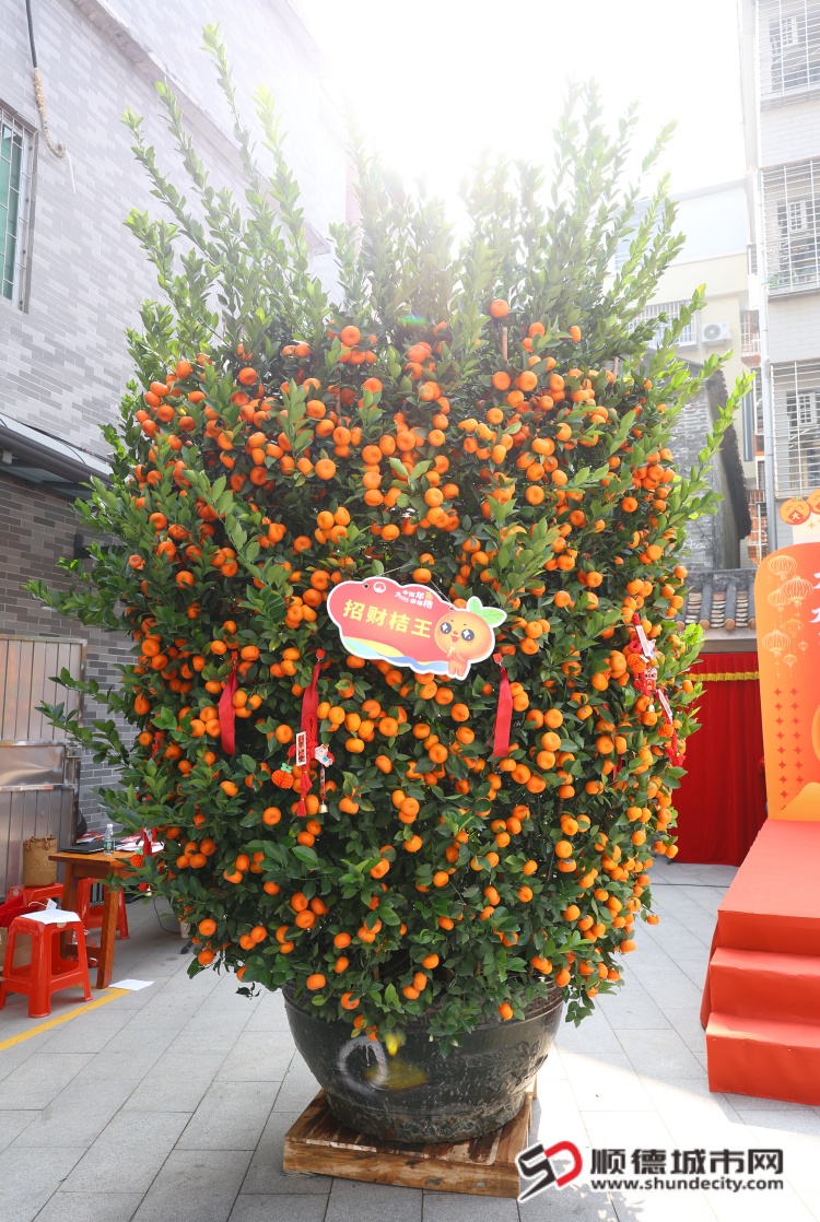 招财桔王 (1).JPG