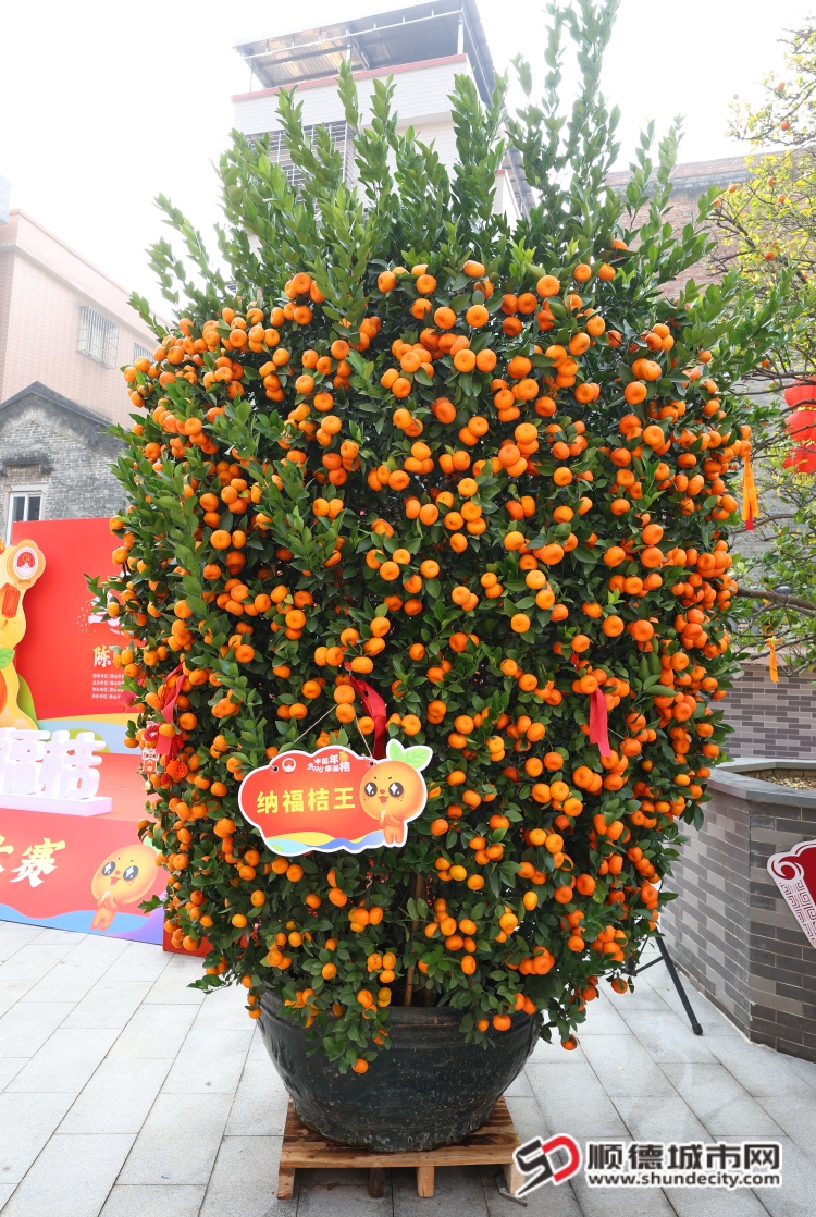 纳福桔王 (1).JPG