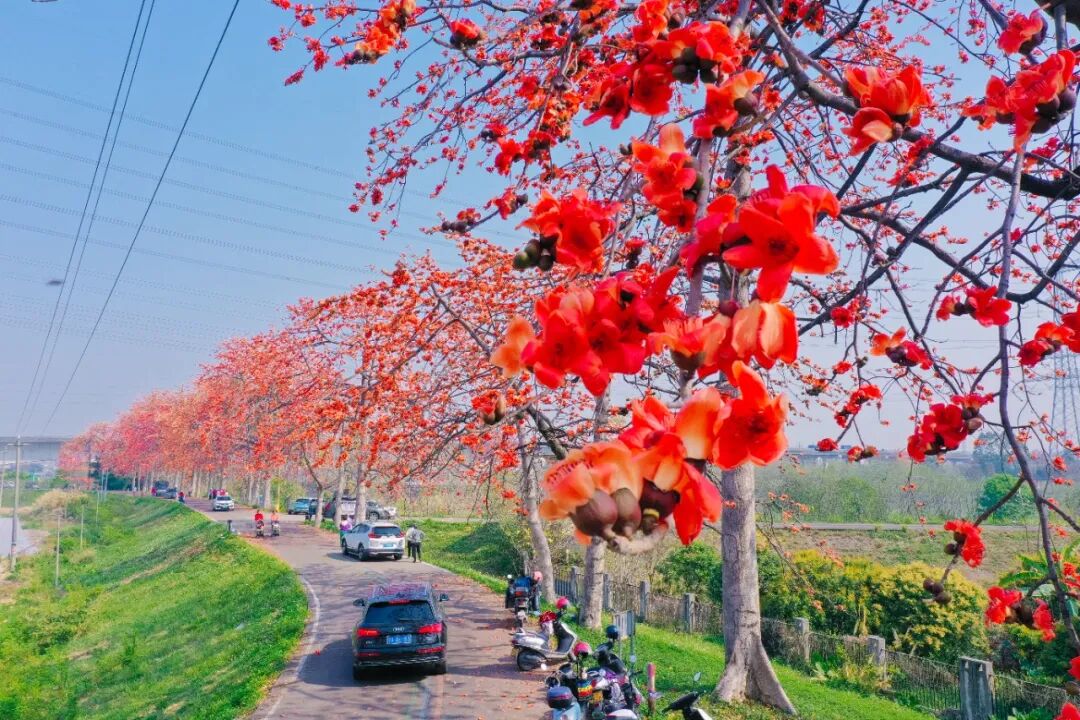 北水红棉-99.jpg