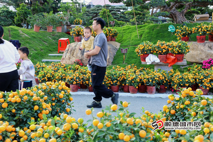 0206迎春花市现场 (15).jpg