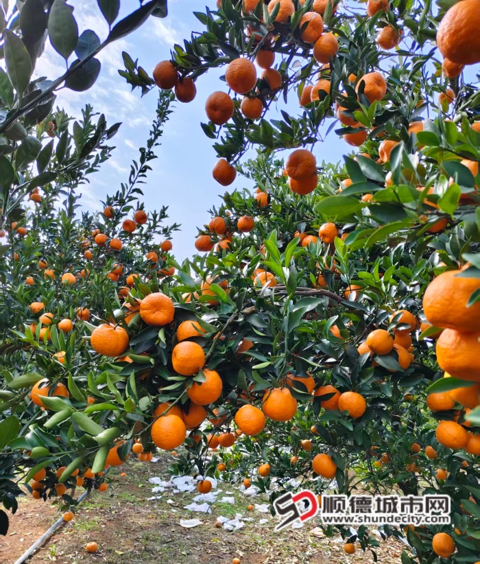 微信图片_2026-01-06_153035_753 (1).jpg