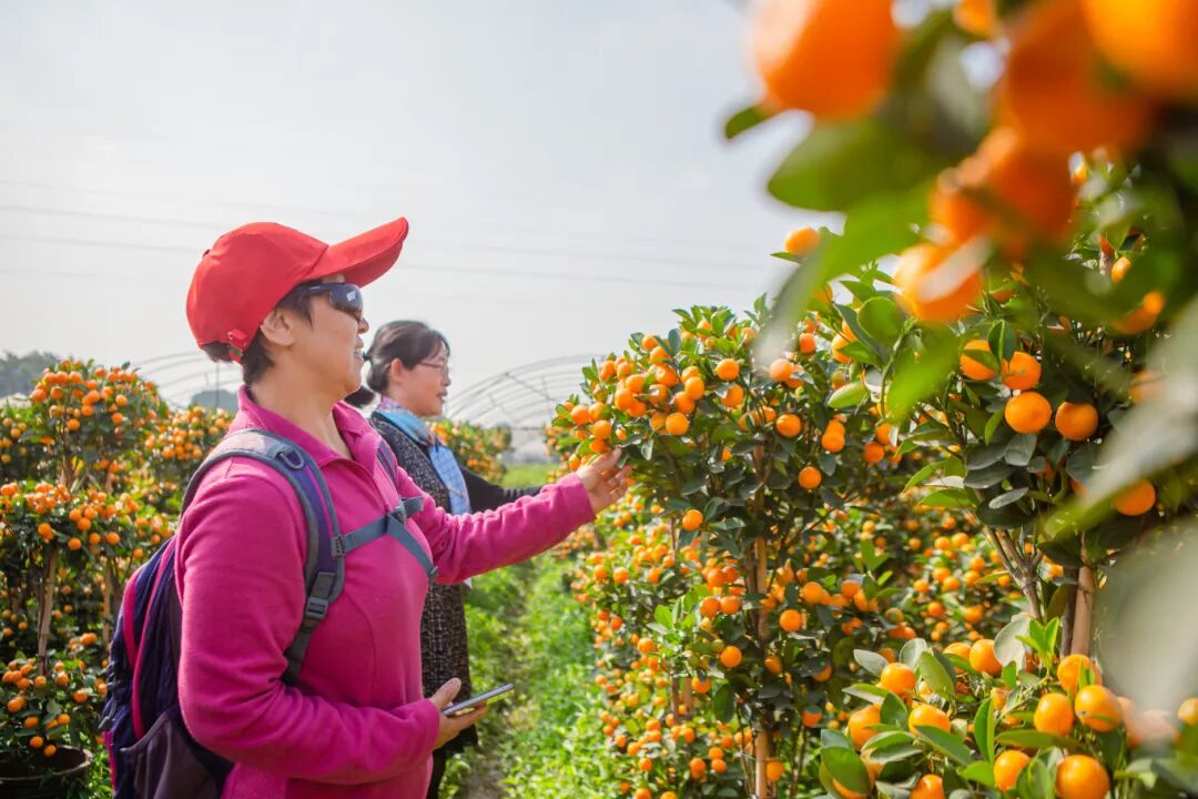 2020年1月3日，市民正在年桔田内观赏。珠江商报记者林安迪摄.jpg