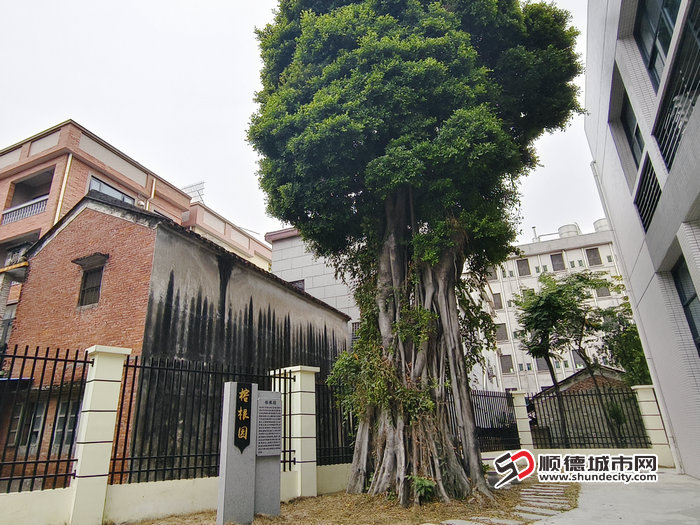榕根园 (2).jpg